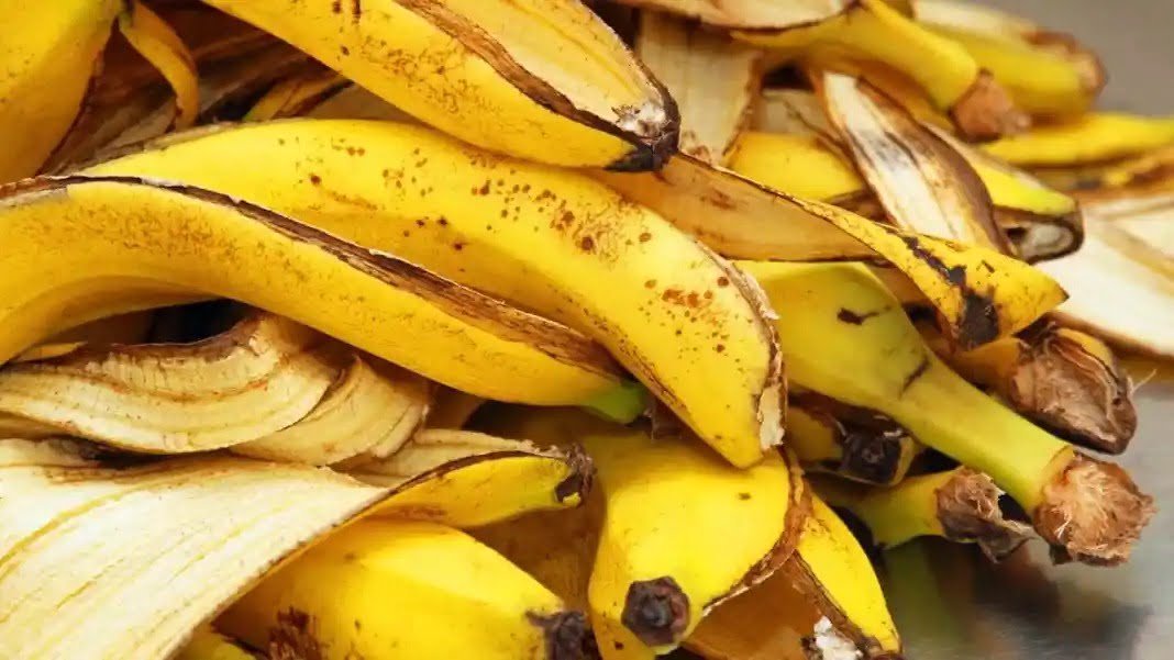 Astuces Voici Pourquoi Vous Ne Devez Pas Jeter Les Peaux De Banane