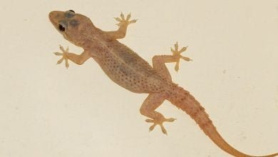 Bon à savoir : Découvrez ces 03 astuces pour se débarrasser définitivement des geckos