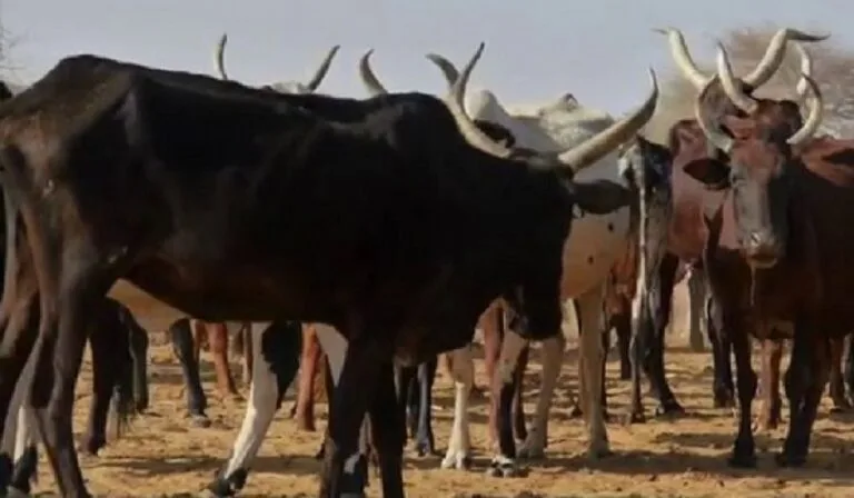 Bénin : un chef de village condamné pour vol de bœuf