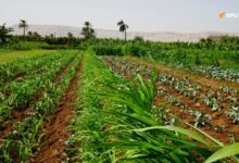 Les 10 pays africains avec la plus grande superficie agricole