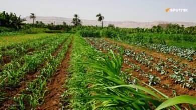 Les 10 pays africains avec la plus grande superficie agricole