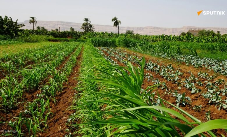 Les 10 pays africains avec la plus grande superficie agricole