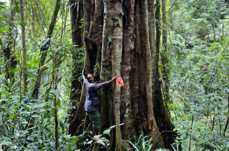 Un arbre géant âgé de 3.000 ans découvert en Tanzanie