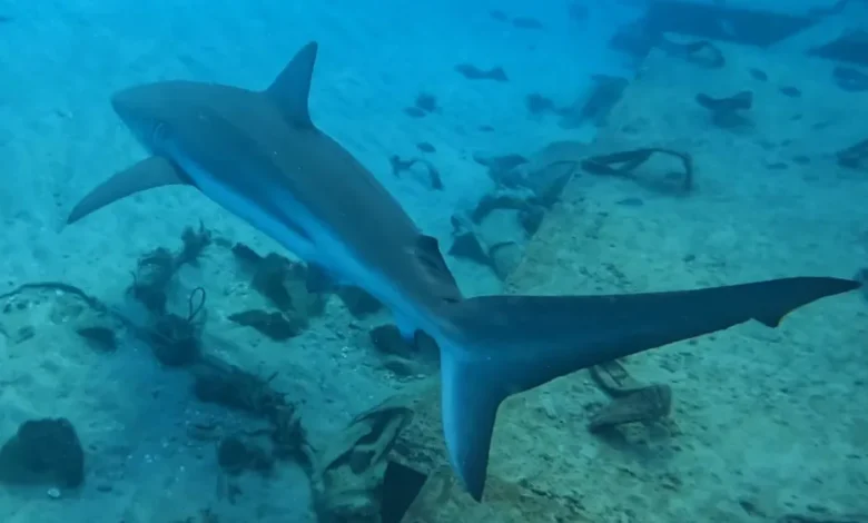 Les restes humains trouvés au large de Hadera sont bien ceux du nageur attaqué par un requin